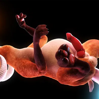 chip (crittermatic) created by crittermatic