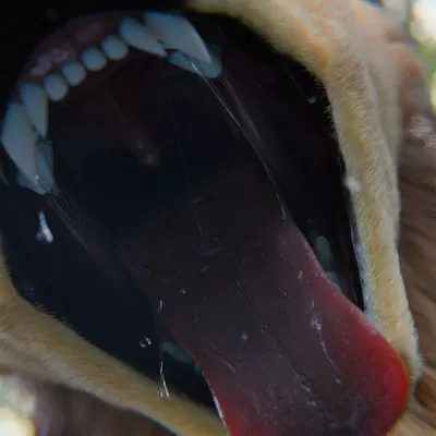 maple (shinyumbra) created by shinyumbra