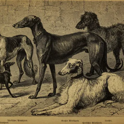 public domain created by leopold fitzinger