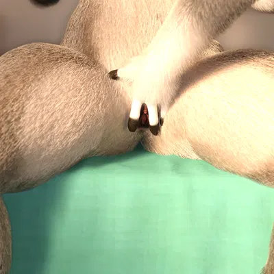 cairo (armoredkangaroo), sylvia sobaka created by shawoo