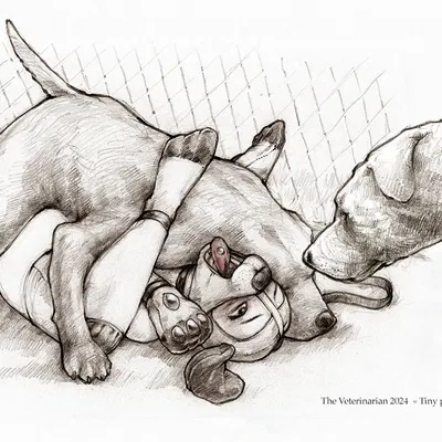 created by the veterinarian