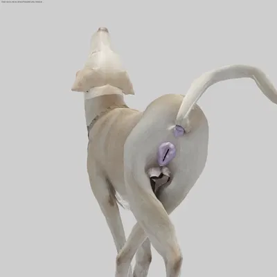 created by thegoldenshepherd