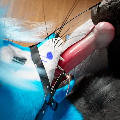 c4d created by daytia