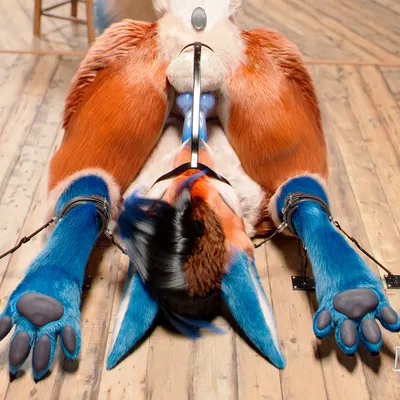 c4d created by daytia