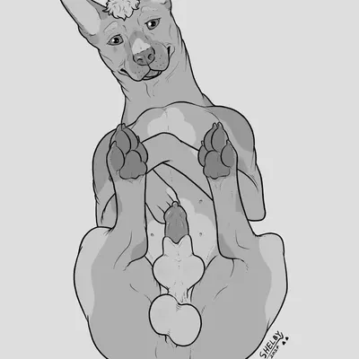 pinto (pantherwaltz) created by sketchy shelby