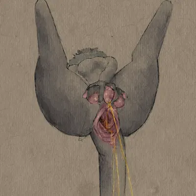 seraphix created by hdyly