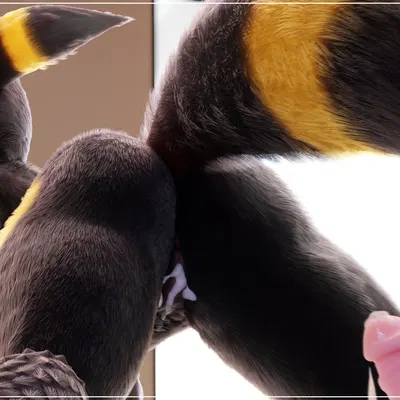 anon, umbreon (furromantic) (nintendo, pokemon) created by springycharna