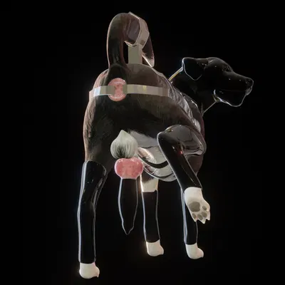 barkley (canine conundrum) created by anonyartist3d