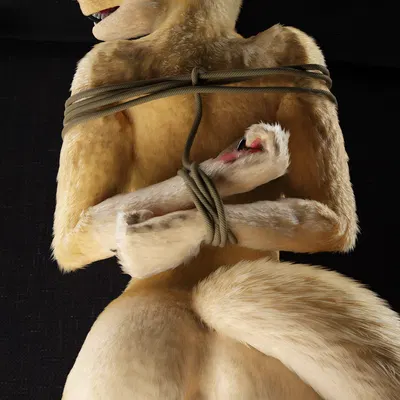 claire (red wulfie) created by red wulfie