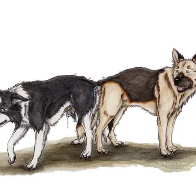 created by kola (artist)