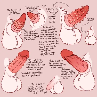 created by toxoplasmosis (toxoplasmatinae)