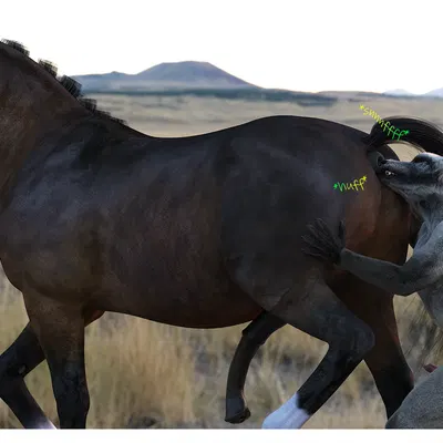 created by vulpineadonis