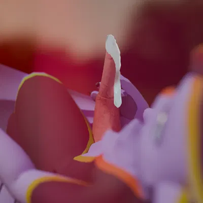 ember (troleaf24) created by troleaf24