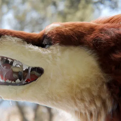 maple (shinyumbra) created by shinyumbra