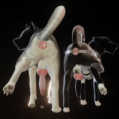 barkley (canine conundrum), blitz (canine conundrum) created by anonyartist3d