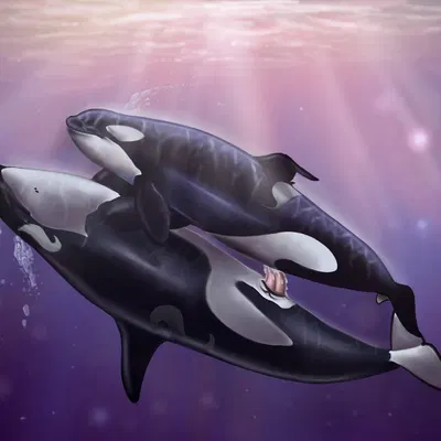 eclipse (orca621), katina (seaworld) created by the glow whale