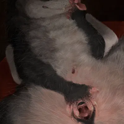 kali denise created by hdyly