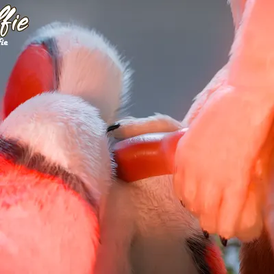 red (red wulfie) created by red wulfie