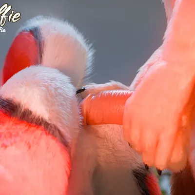 red (red wulfie) created by red wulfie