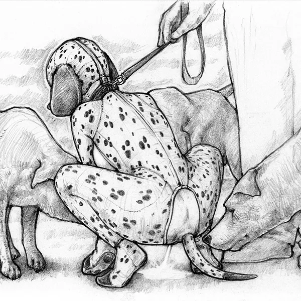 created by the veterinarian