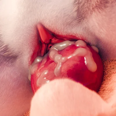 judy hopps, nick wilde (disney, zootopia) created by darkskye (artist)