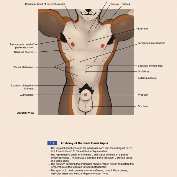ray (ray the wolf) created by ray the wolf