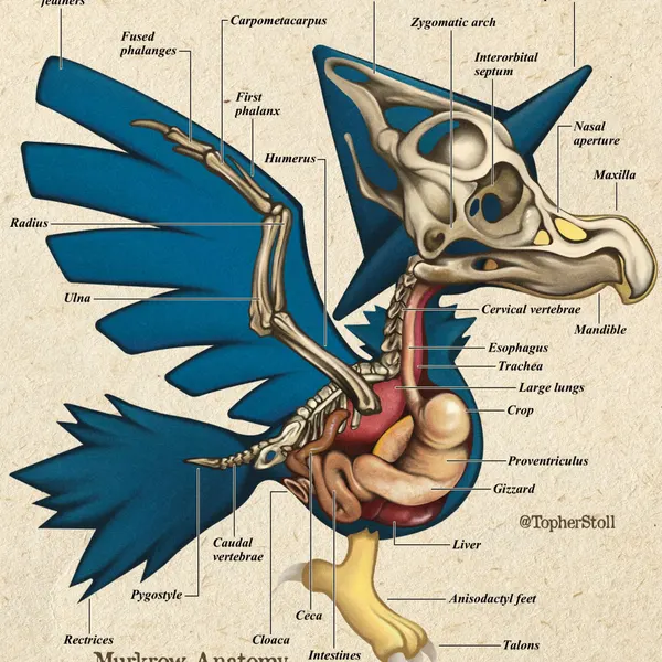 nintendo, pokemon created by christopher stoll