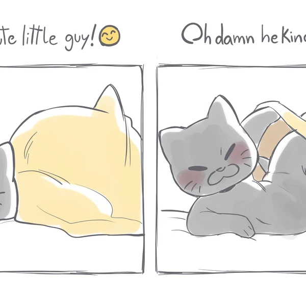 el cato